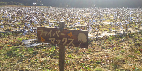 東松島の綿畑